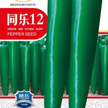 同乐12青皮厚皮绿皮尖椒辣椒种子耐贮运产量卖相好