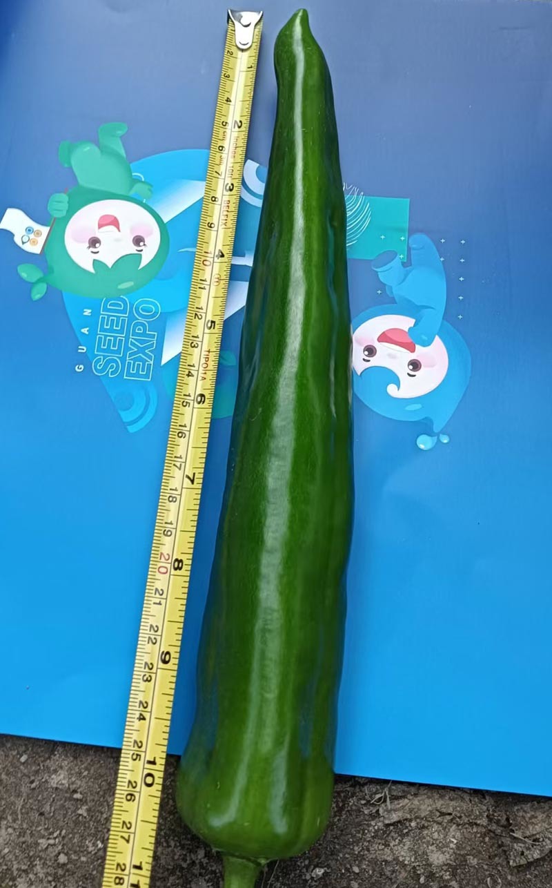 同乐12青皮厚皮绿皮尖椒辣椒种子耐贮运产量卖相好