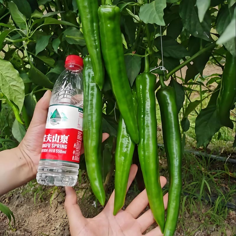 同乐12青皮厚皮绿皮尖椒辣椒种子耐贮运产量卖相好