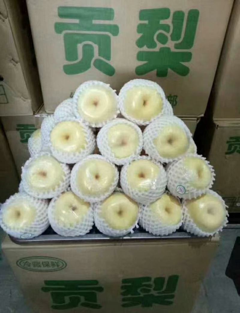 正宗平遥高山贡梨🍐，密梨，生长在海拔1000左右的山巅。