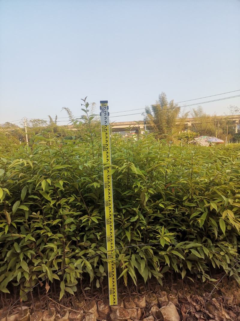 广西红椎苗大量出货保存活视频看货欢迎采购联系