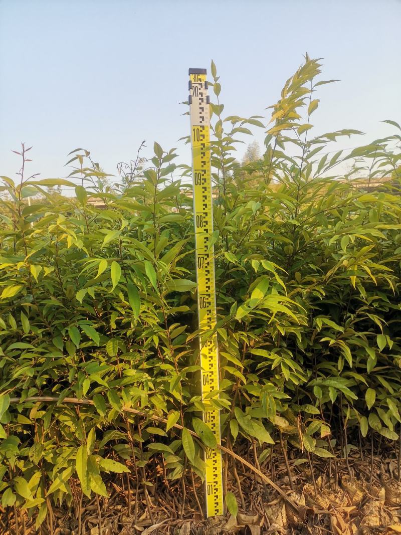 广西红椎苗大量出货保存活视频看货欢迎采购联系