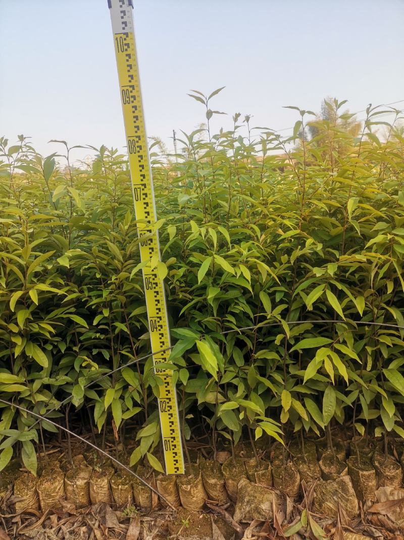 广西红椎苗大量出货保存活视频看货欢迎采购联系