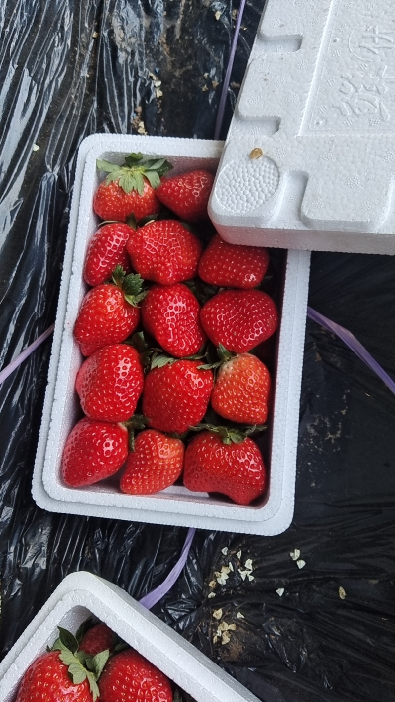 草莓产地直发，保质保量，品种主要以奶油藏香，红颜久久草莓