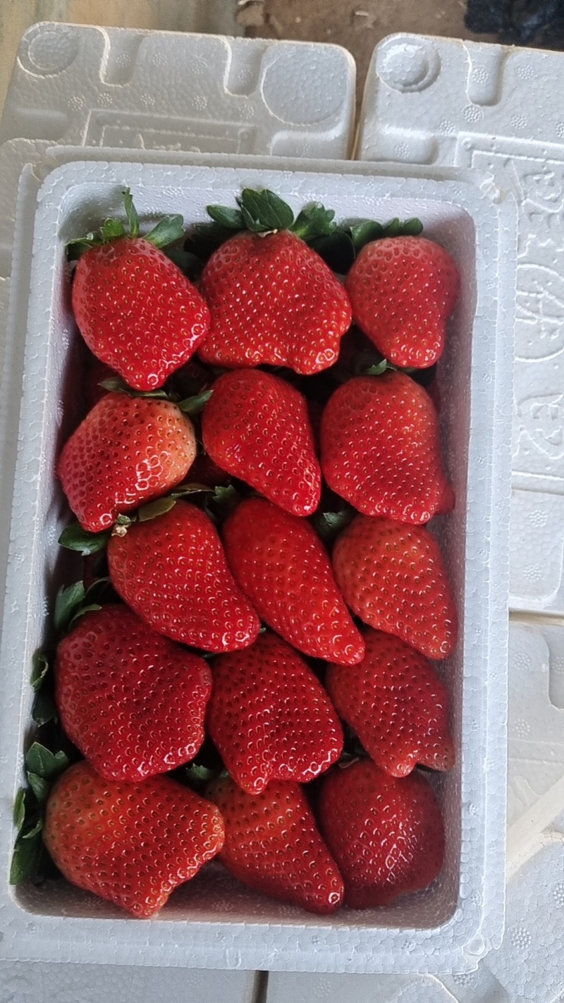 草莓产地直发，保质保量，品种主要以奶油藏香，红颜久久草莓