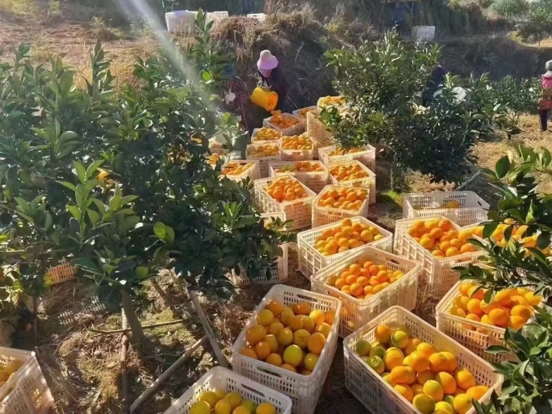 正宗江西赣南脐橙，纯甜多汁，产地直发，支持一件代发
