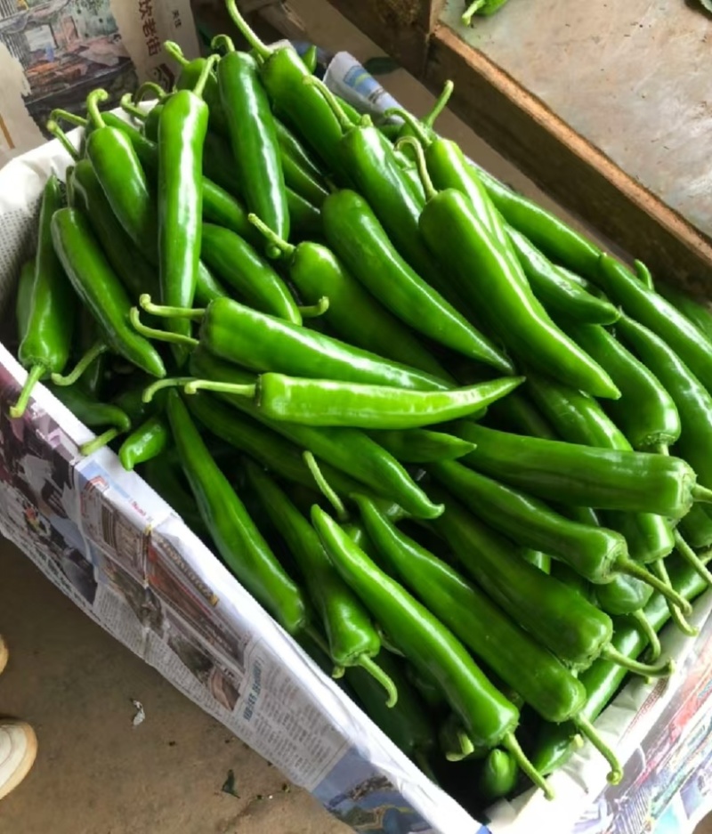 尖椒，广东湛江优选辣椒，基地直发量大从优，品相好价格优