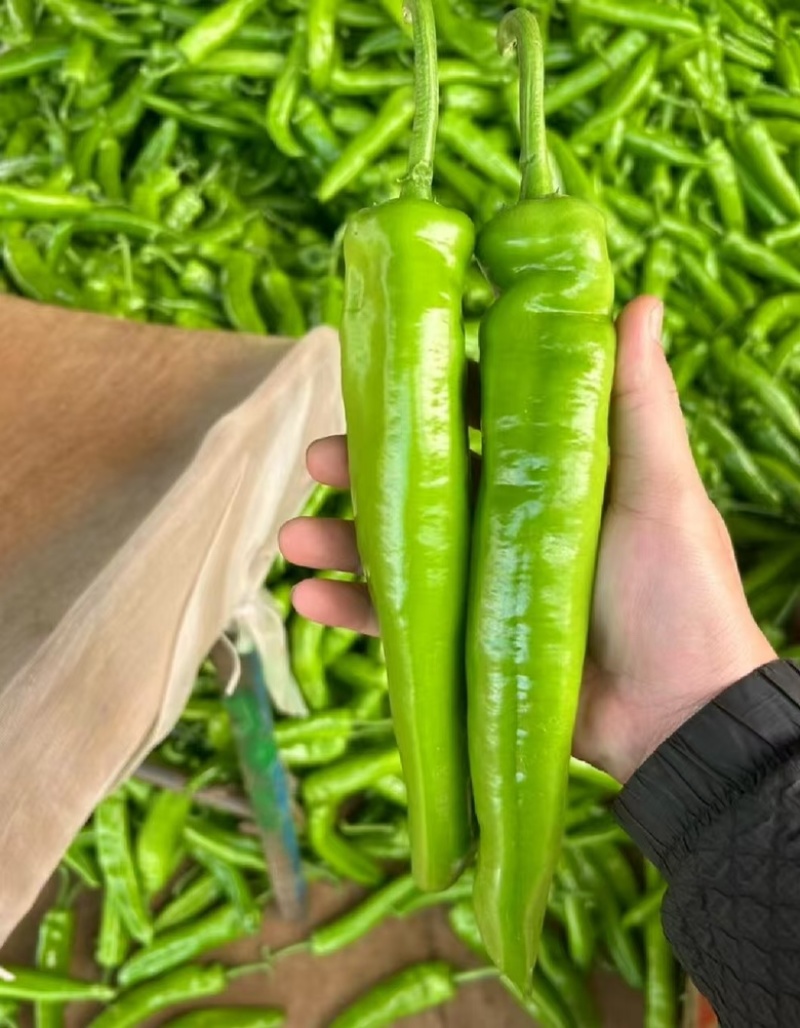 尖椒，广东湛江优选辣椒，基地直发量大从优，品相好价格优
