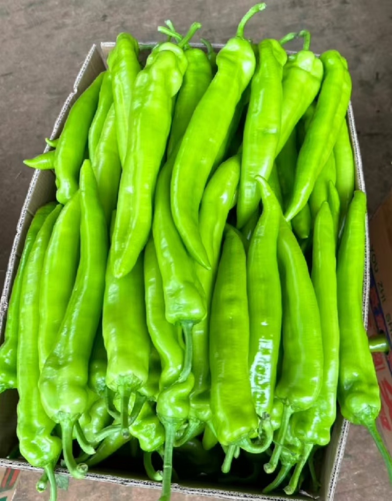 尖椒，广东湛江优选辣椒，基地直发量大从优，品相好价格优