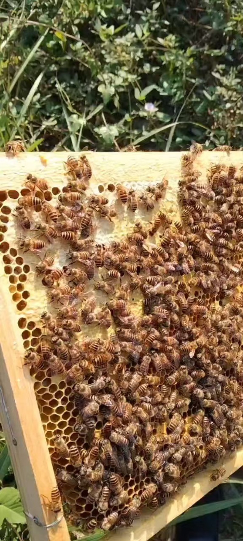 土蜂蜜，大量有货，量大优惠，欢迎新老客户前来合作