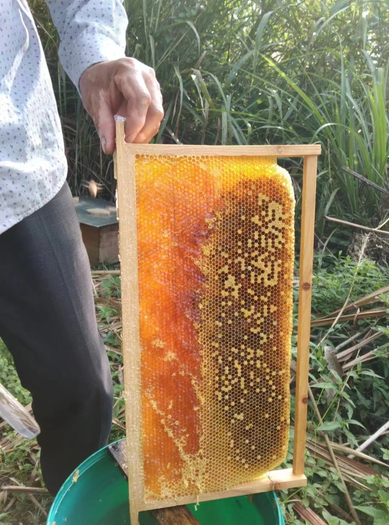 土蜂蜜，大量有货，量大优惠，欢迎新老客户前来合作