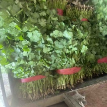 【精品】河南商丘大叶香菜大量供应，一手货源，**批发，