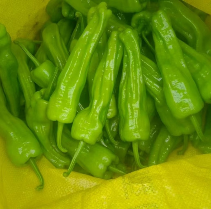 广东湛江薄皮椒，苏椒，精品辣椒品相好，以质论价量大从优
