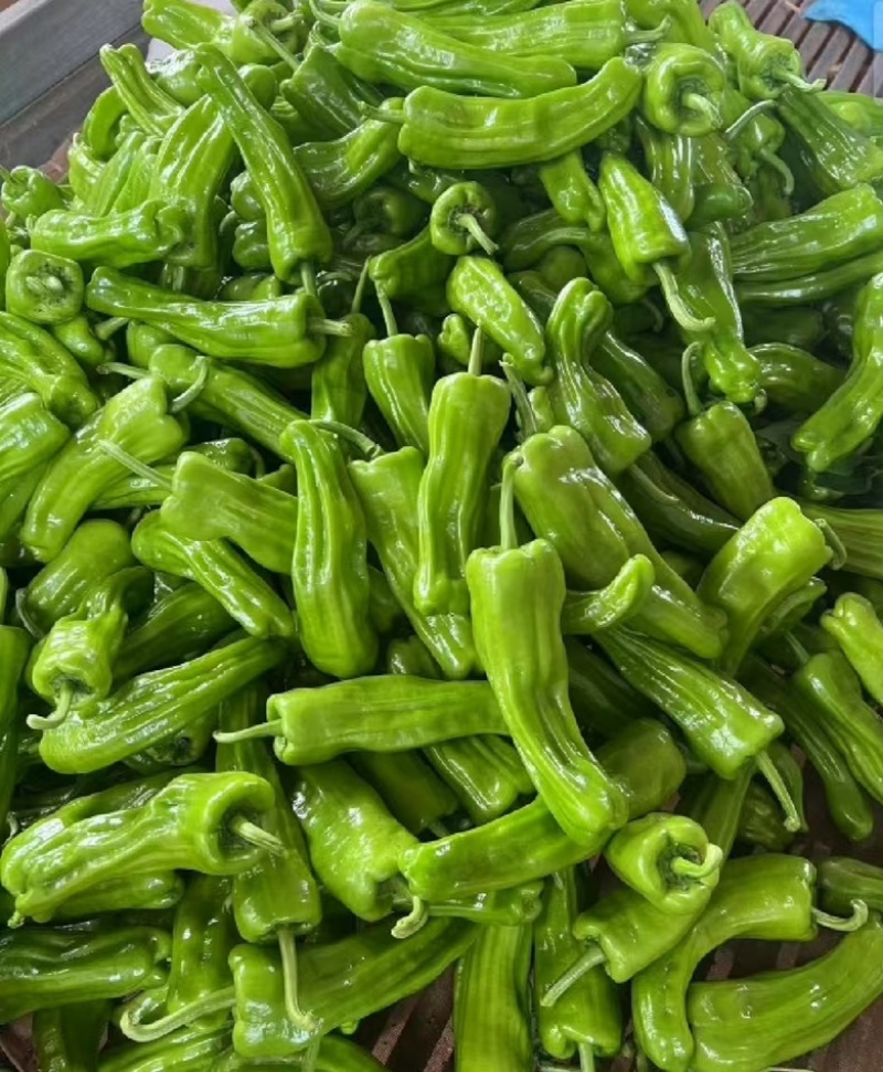 广东湛江薄皮椒，苏椒，精品辣椒品相好，以质论价量大从优