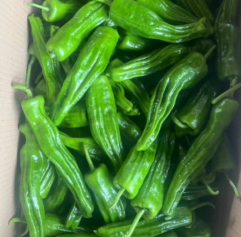 广东湛江薄皮椒，苏椒，精品辣椒品相好，以质论价量大从优