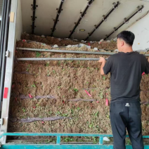 【精品】商丘大叶香菜大量上市，各种规格都有，可视频看