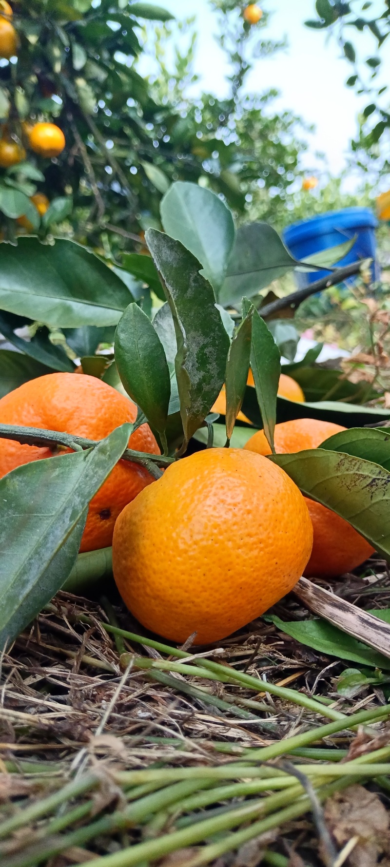 雪峰蜜桔湖南发货水分充足质量保证价格商量进店咨询