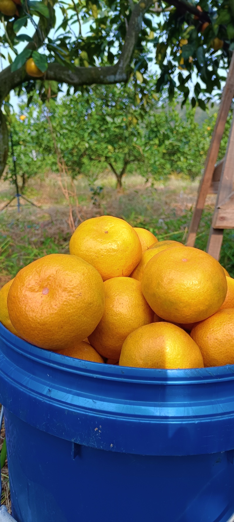 雪峰蜜桔湖南发货水分充足质量保证价格商量进店咨询