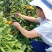 雪峰蜜桔湖南发货水分充足质量保证价格商量进店咨询