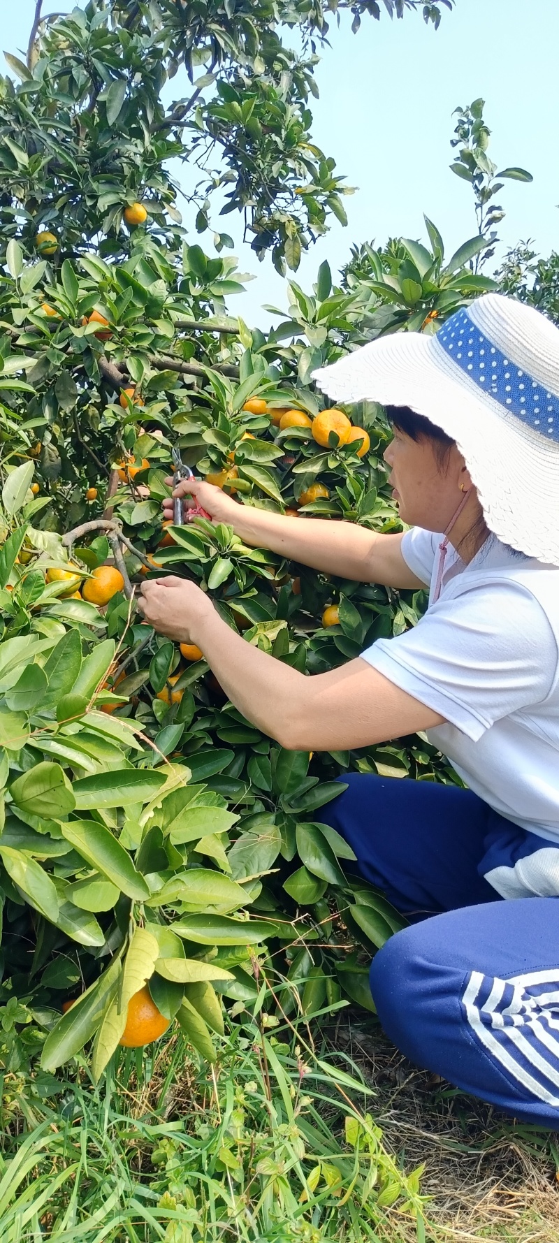 雪峰蜜桔湖南发货水分充足质量保证价格商量进店咨询