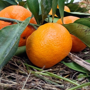 雪峰蜜桔湖南发货水分充足质量保证价格商量进店咨询