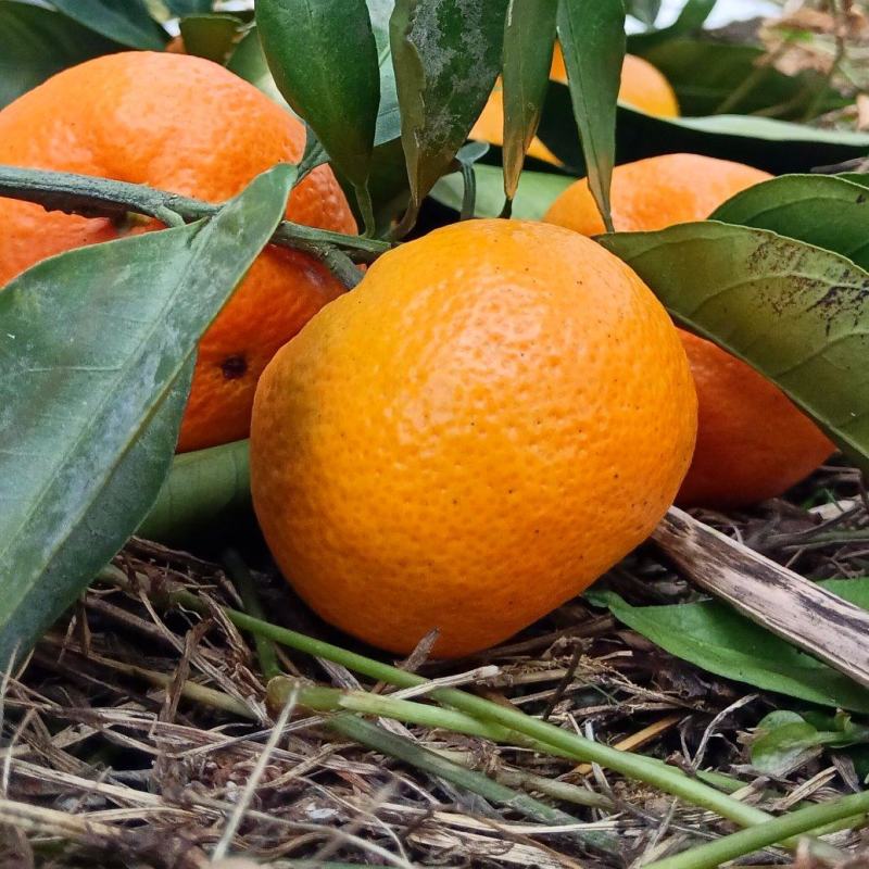 雪峰蜜桔湖南发货水分充足质量保证价格商量进店咨询