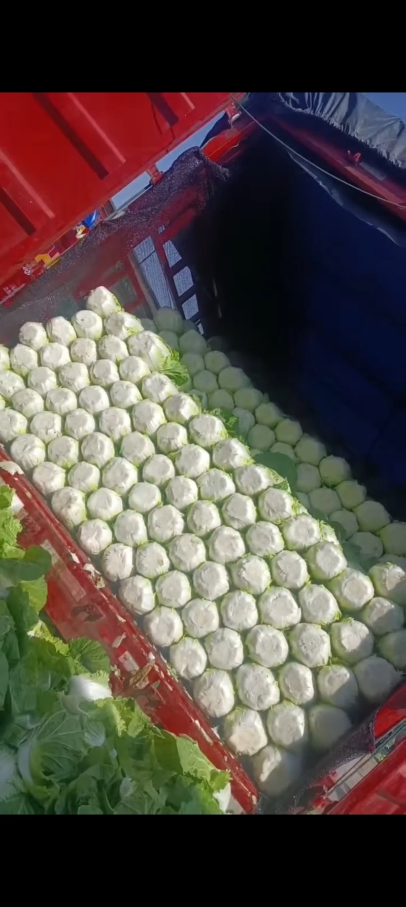 精选黄心白菜大白菜山东白菜单颗4-6斤价格实惠欢迎电联