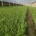 大棚韭菜优质干净。