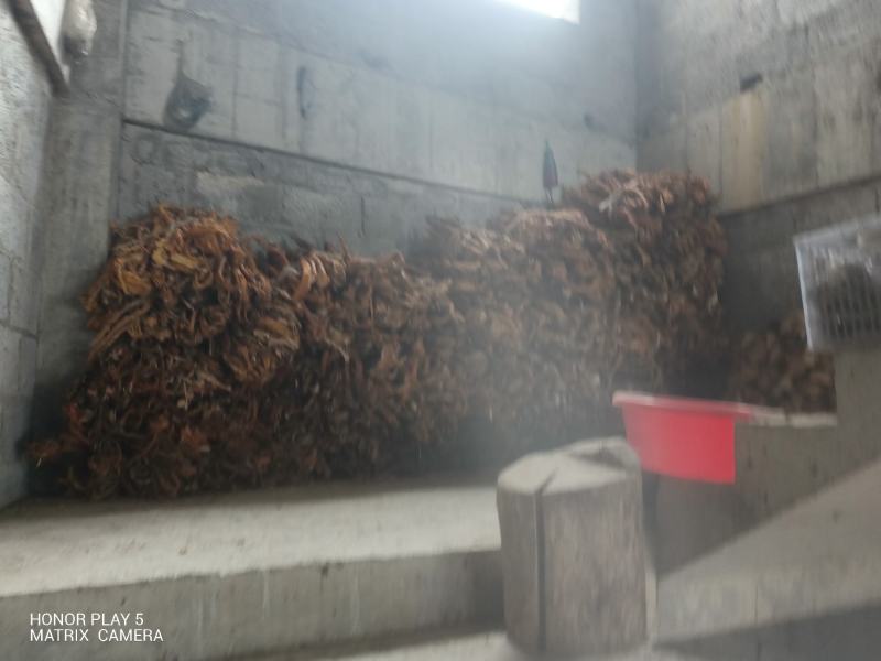 桑白皮野生山货质量杠杠的无污染