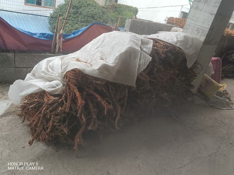 桑白皮野生山货质量杠杠的无污染