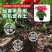 育苗基质大量供应价格优惠。产地直销。