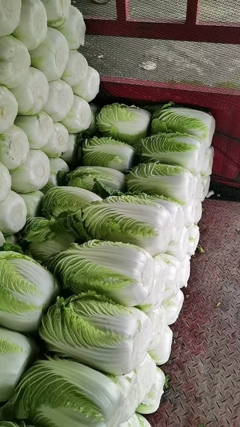 精选黄心白菜大白菜山东白菜单颗4-6斤价格实惠欢迎电联