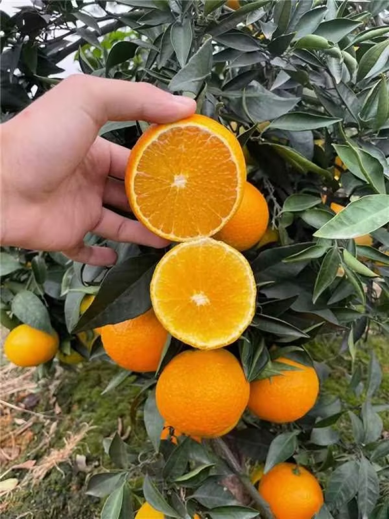 正宗秭归脐橙甜分高水份足皮薄汁多大量现货自家种植