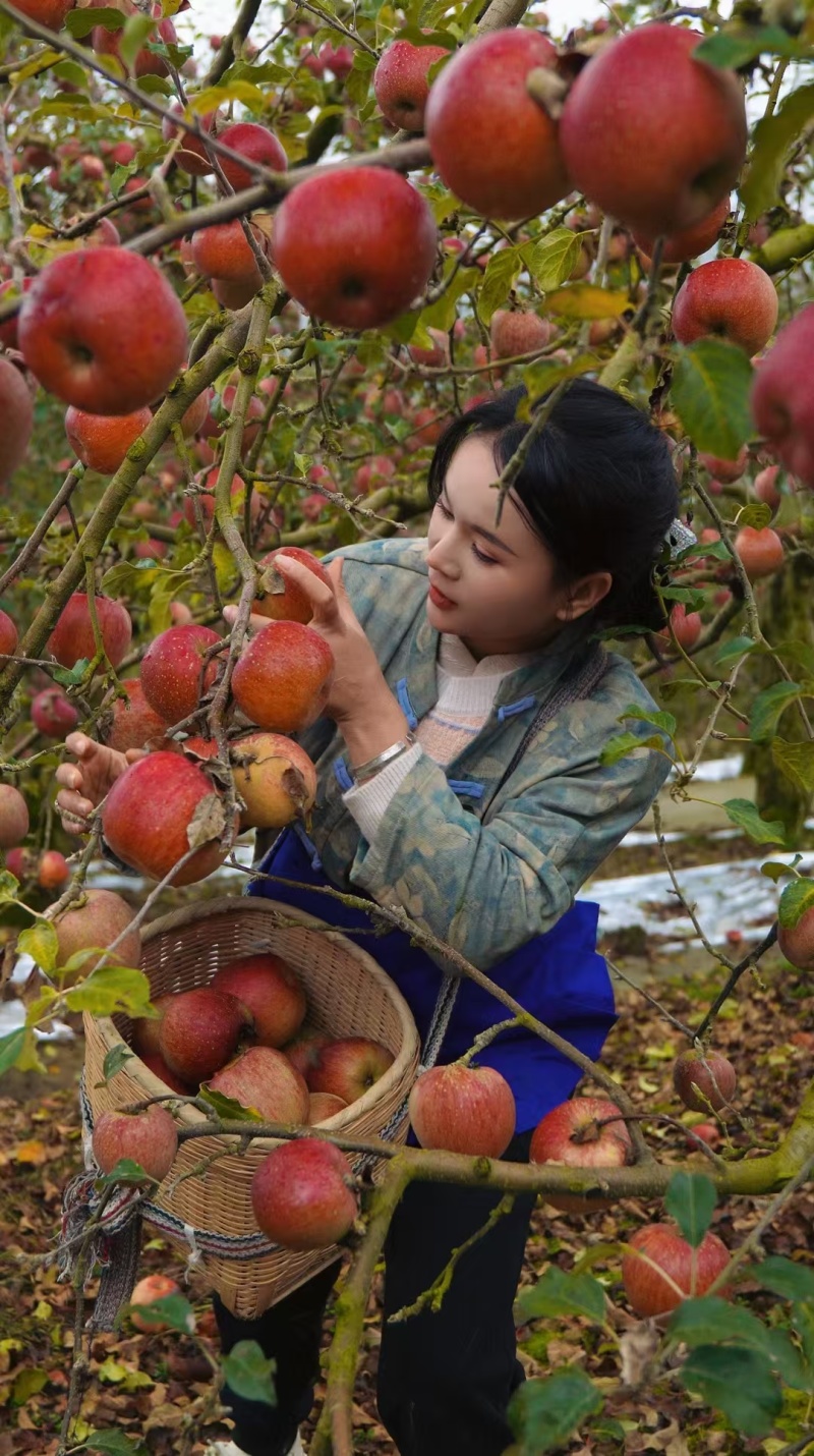 【推荐】四川糖心苹果丑苹果脆甜爽口产地直供量大从优品质保