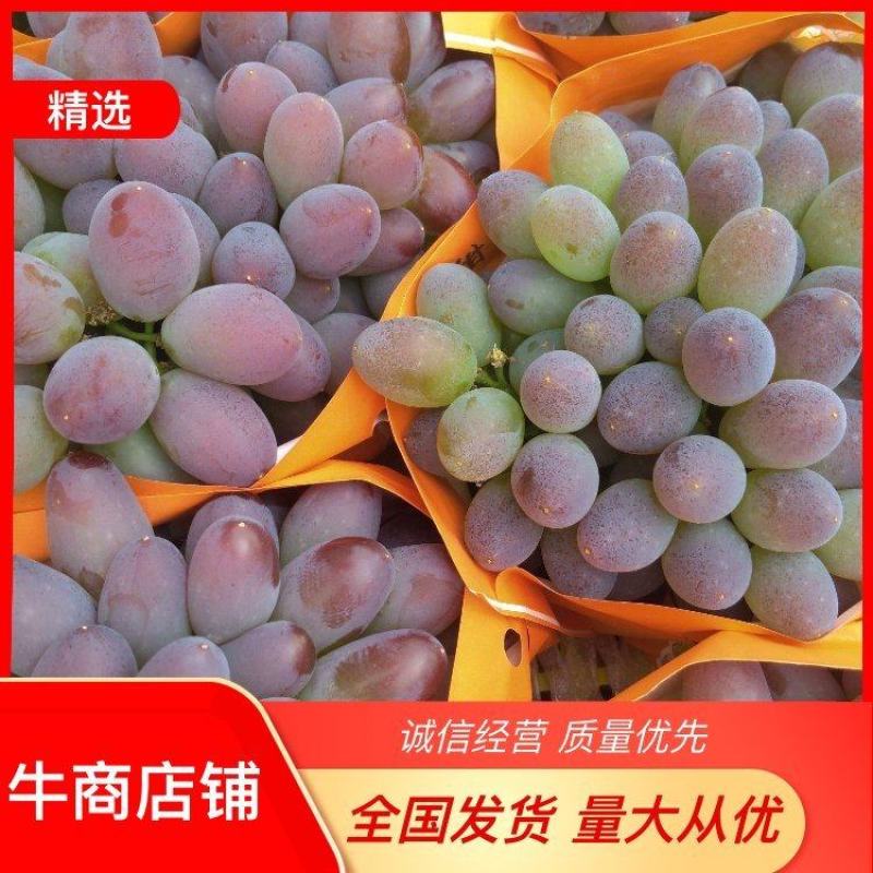 茉莉香葡萄苗，盆栽地栽庭院爬藤基地直发量大从优