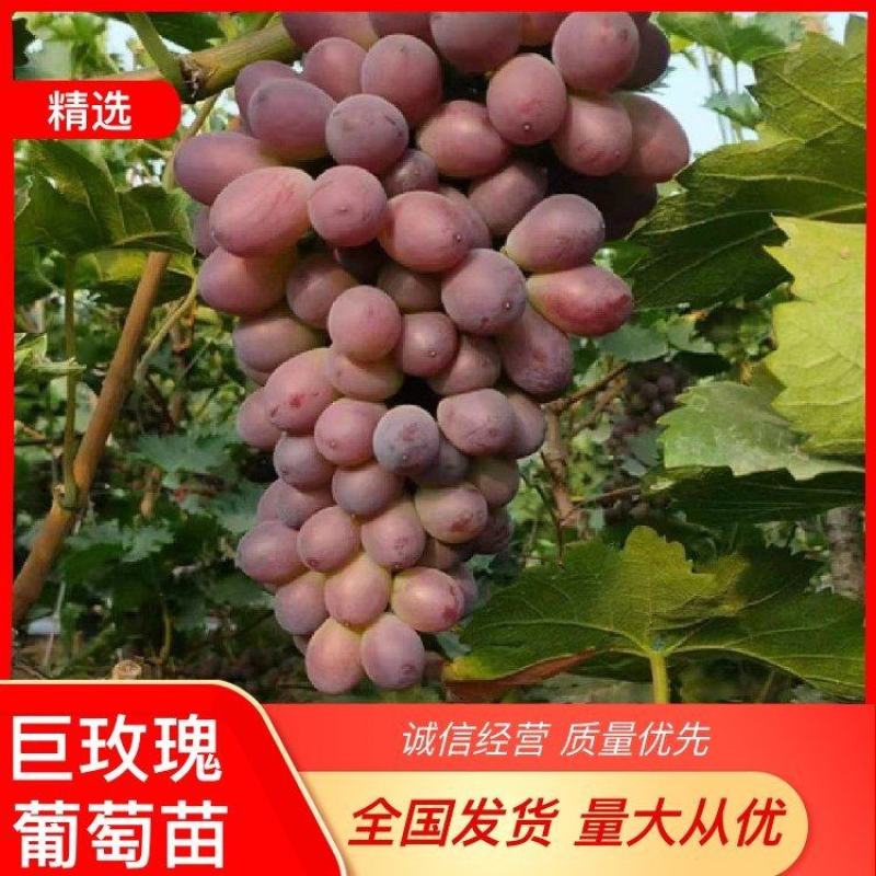 巨玫瑰葡萄苗嫁接葡萄苗，基地直发，现挖现发，包成活