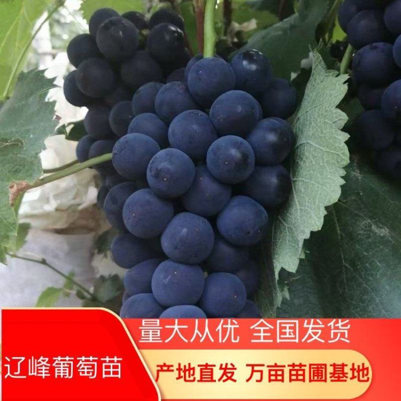 辽峰葡萄苗，抗病高产，好管理，耐寒成活率高，口感甜