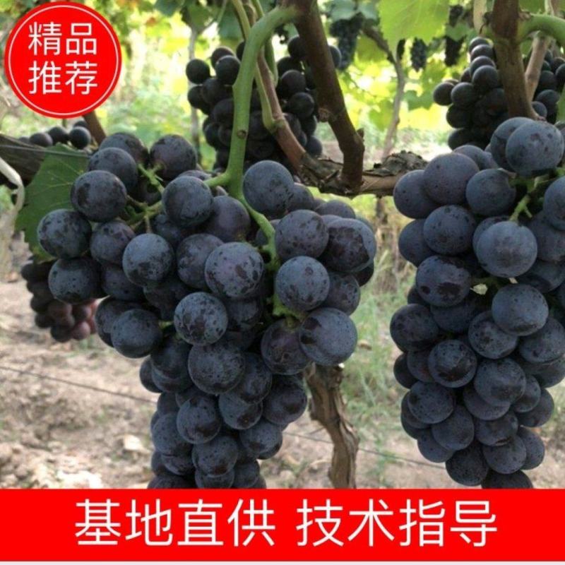 户太八号葡萄苗，质量保证，基地直发，包技术包成活自家培育
