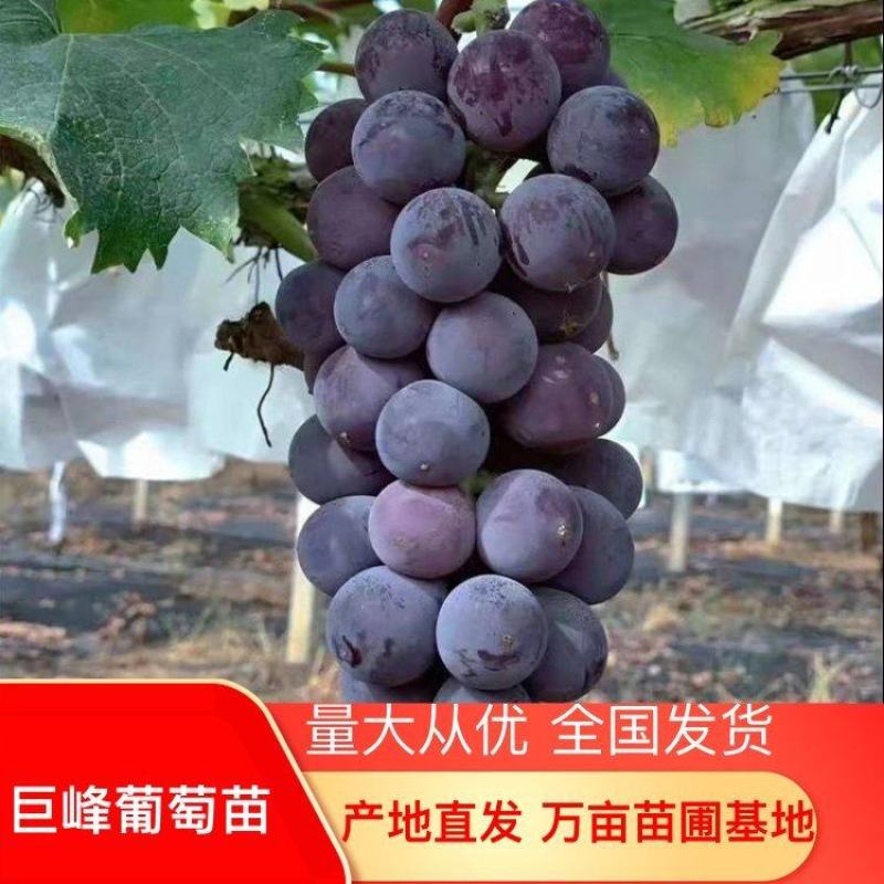巨峰葡萄苗，含糖高，死苗包赔，技术指导，可签订合同