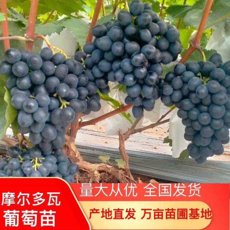 摩尔多瓦葡萄苗，包活技术指导，苗圃基地直发，全国包邮