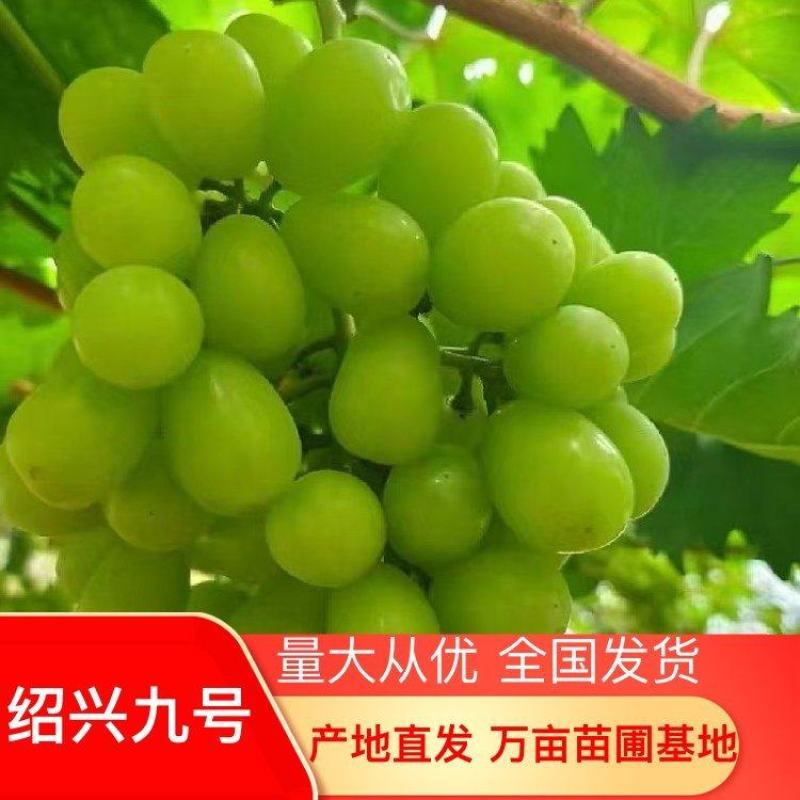 绍兴九号葡萄苗，品种纯正，规格齐全，包成活率，包邮