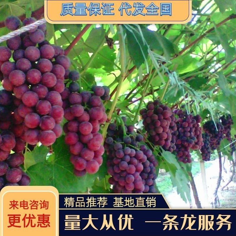 乒乓球大小藤稔葡萄苗没有中间商地头价