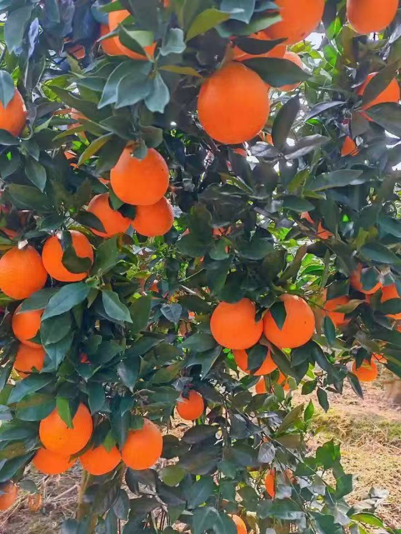 湖北正宗九月红脐橙九月红果冻橙皮薄多汁量大从优