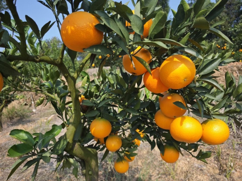 湖北正宗九月红脐橙九月红果冻橙皮薄多汁量大从优