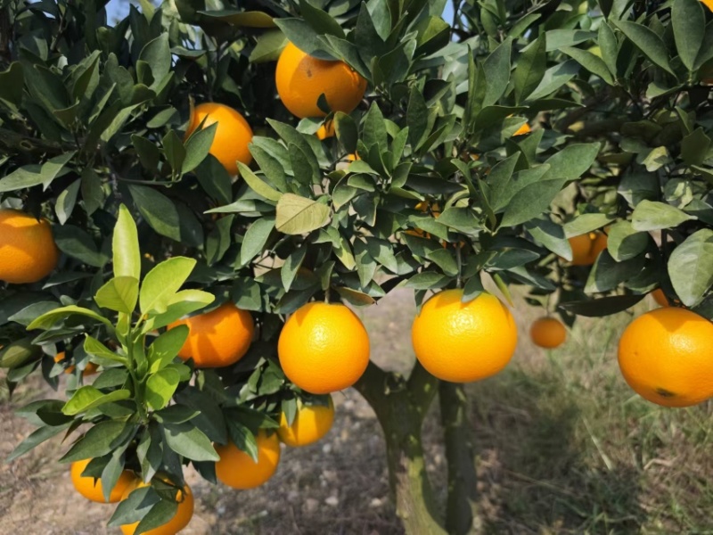 湖北正宗九月红脐橙九月红果冻橙皮薄多汁量大从优