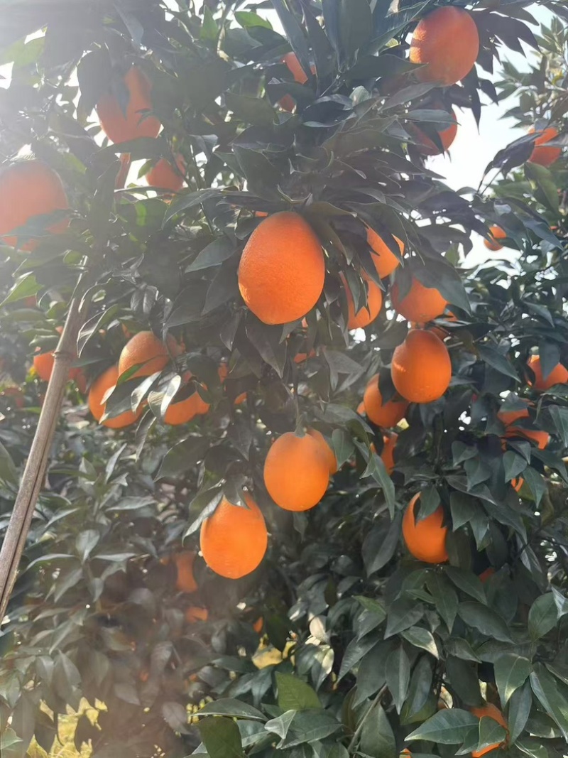 湖北正宗九月红脐橙九月红果冻橙皮薄多汁量大从优