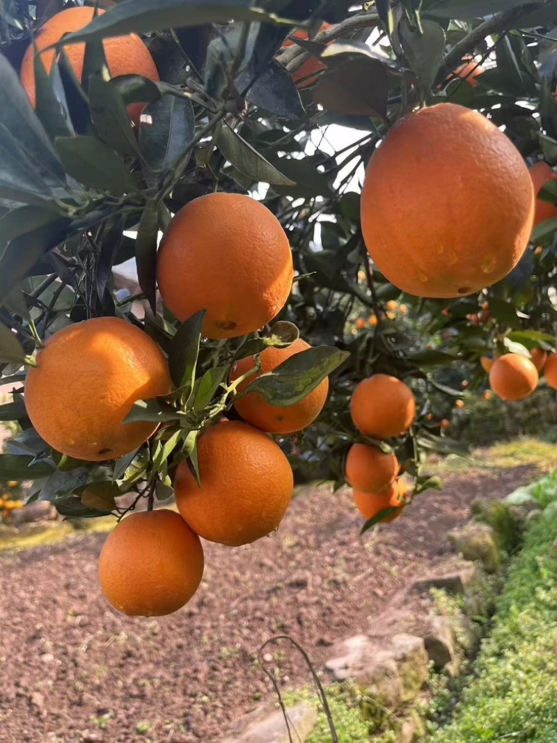 湖北正宗九月红脐橙九月红果冻橙皮薄多汁量大从优