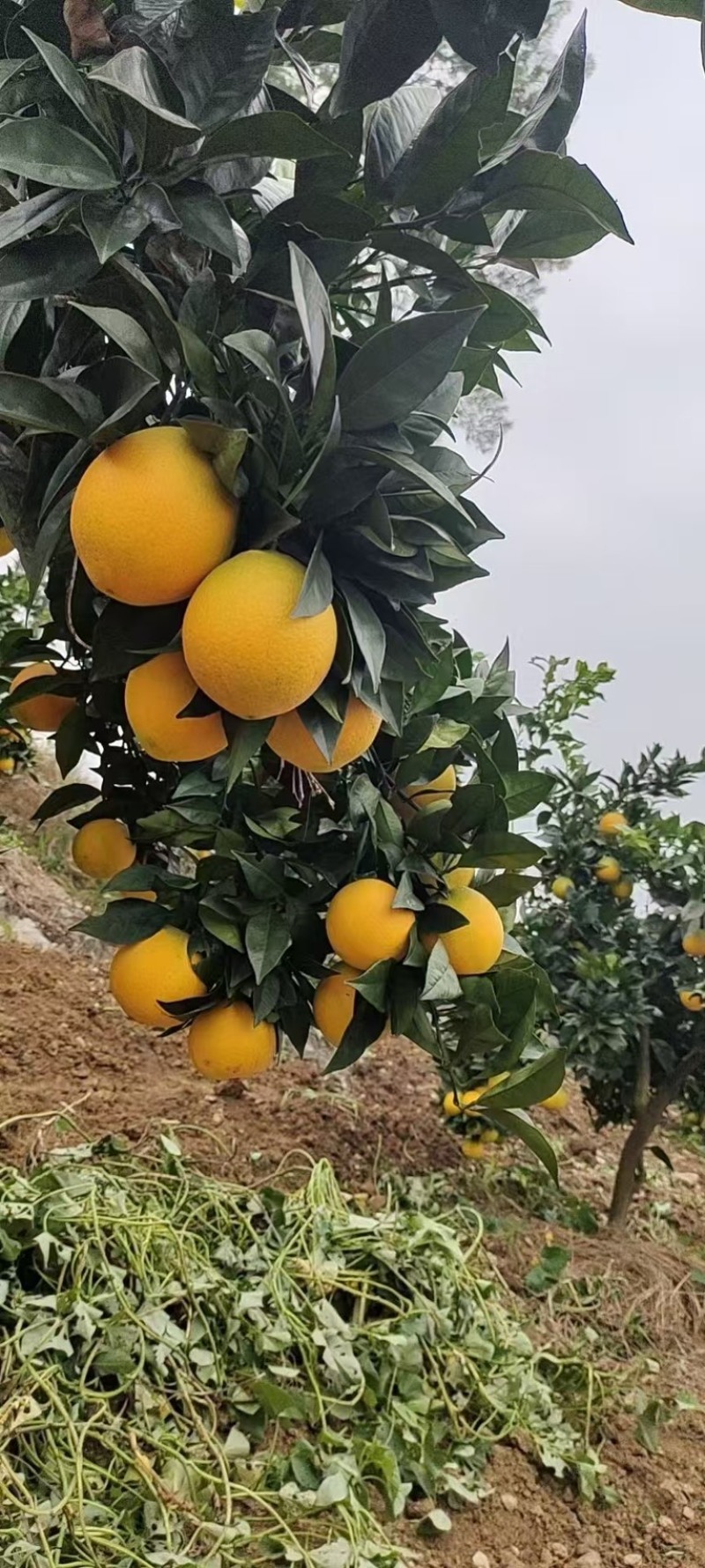 湖北正宗九月红脐橙九月红果冻橙皮薄多汁量大从优