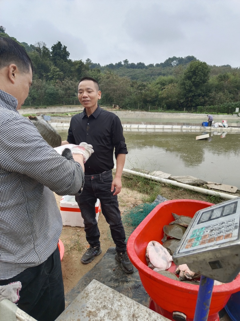 老甲鱼八年大量有货，产地发货对接全国市场电商平台