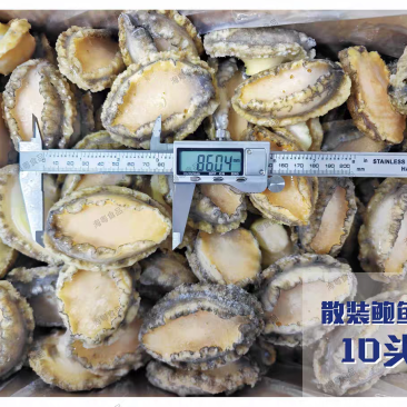 鲍鱼肉大规格15#【鲍鱼工厂】直供酒店餐饮佛跳墙食材